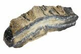 Mammoth Molar Slice With Case - South Carolina #99521-2